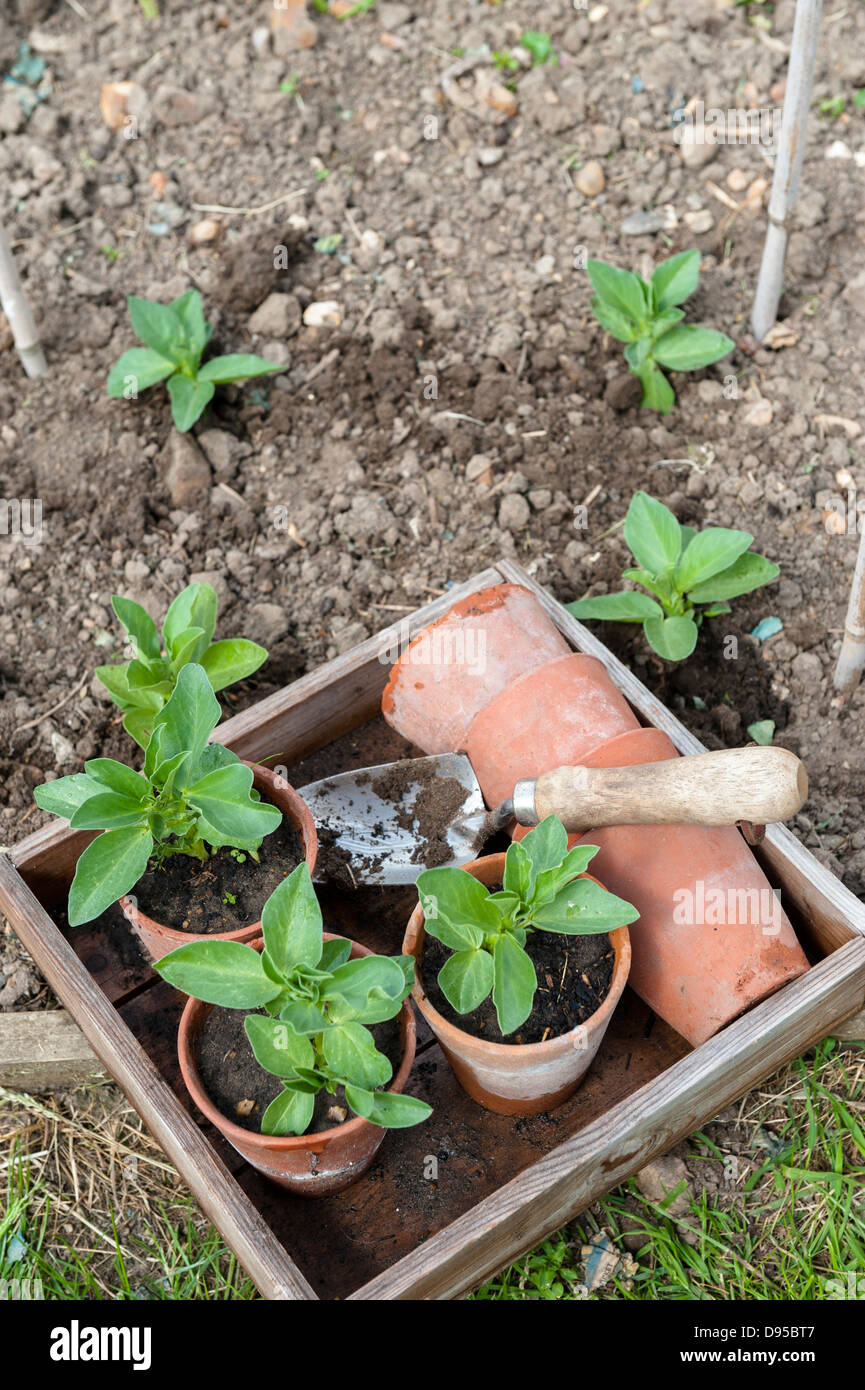 Terrakotta-Topf gewachsen, Dicke Bohnen, "Medes", bereit für auspflanzen, Norfolk, England, Juni Stockfoto