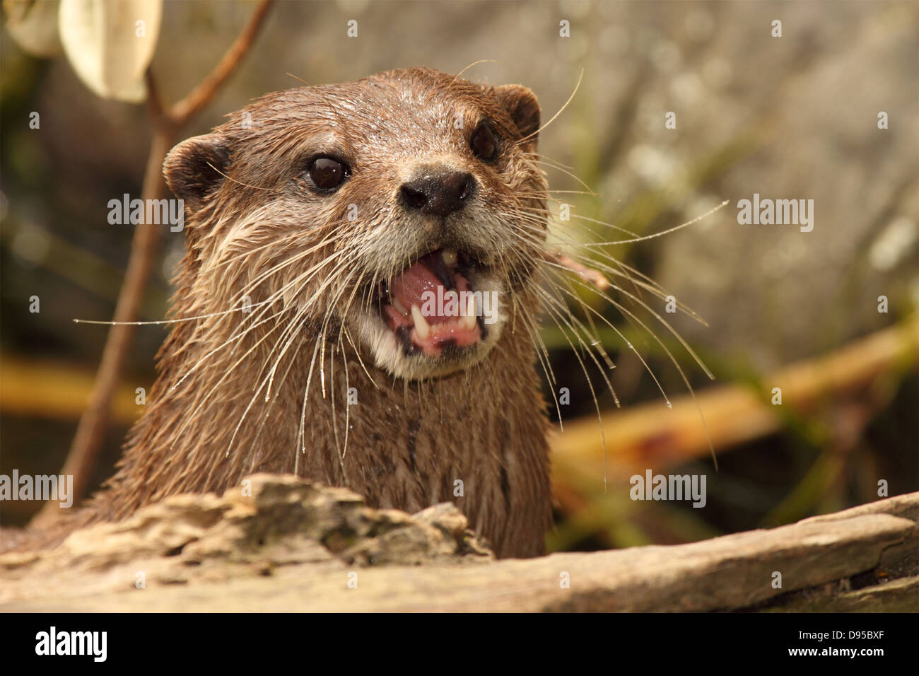 Ein afrikanischer Clawless Otter zeigt seine Zähne. Stockfoto