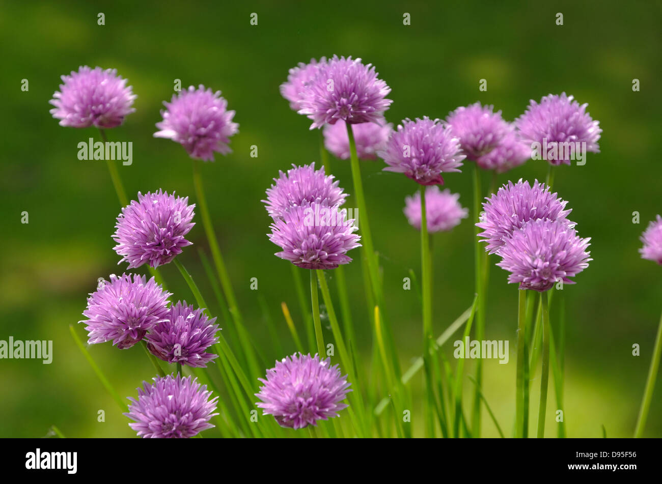 Blumen von Schnittlauch. Allium schoenoprasum Stockfoto