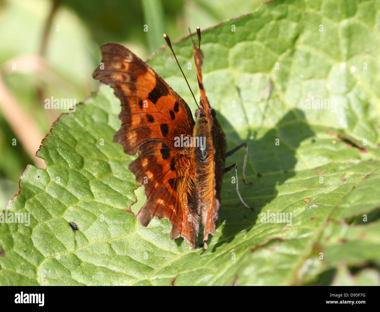 Komma Schmetterling (Polygonia c-Album) posiert auf einem Blatt mit halb geöffneten Flügeln Stockfoto