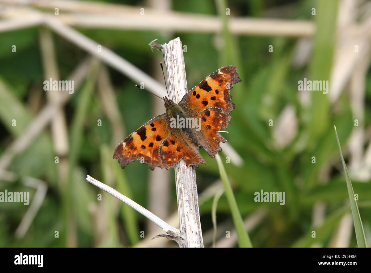 Komma Schmetterling (Polygonia c-Album) posiert mit Flügel öffnen Stockfoto