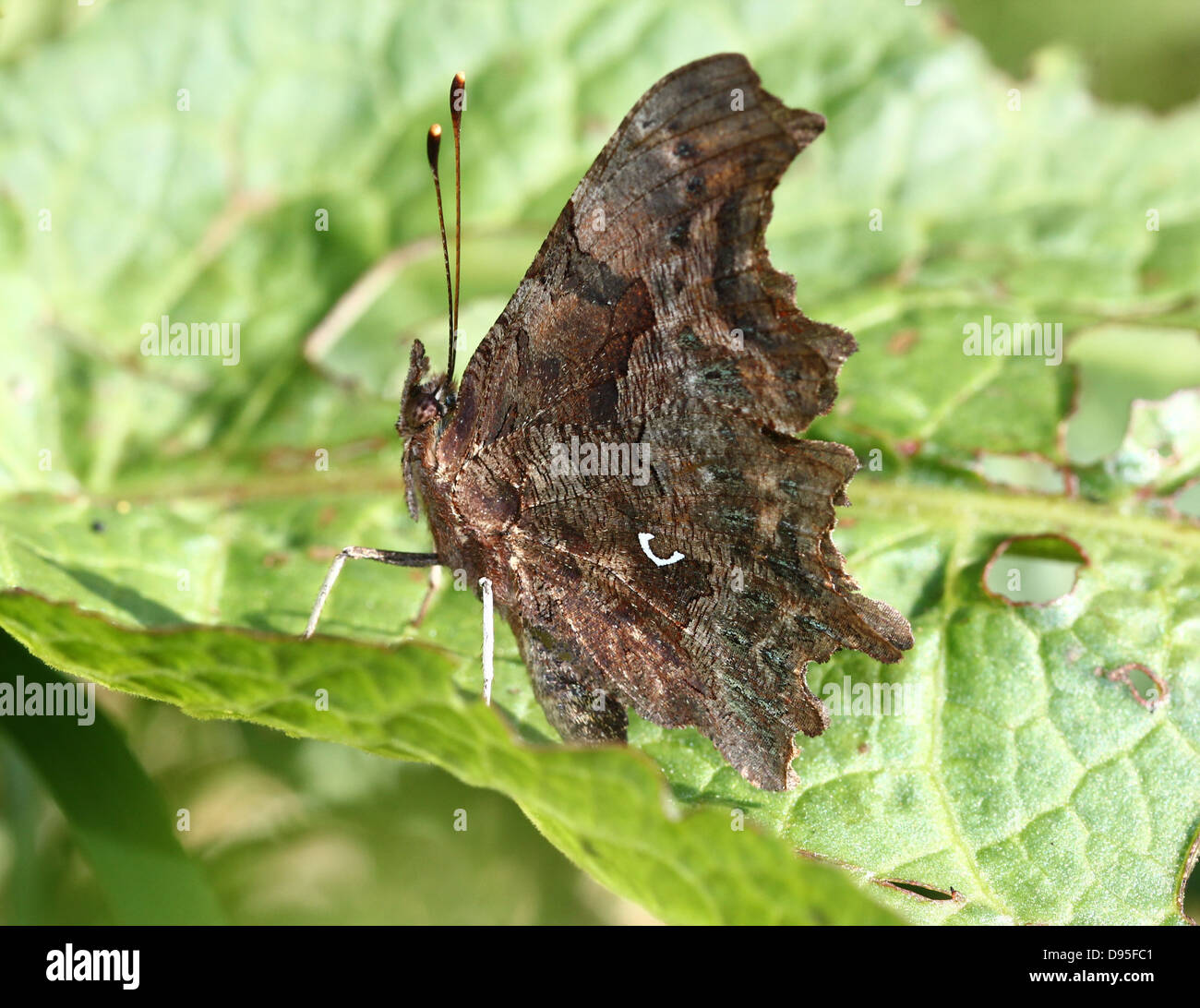 Komma Schmetterling (Polygonia c-Album) posiert auf einem Blatt mit Flügeln geschlossen Stockfoto