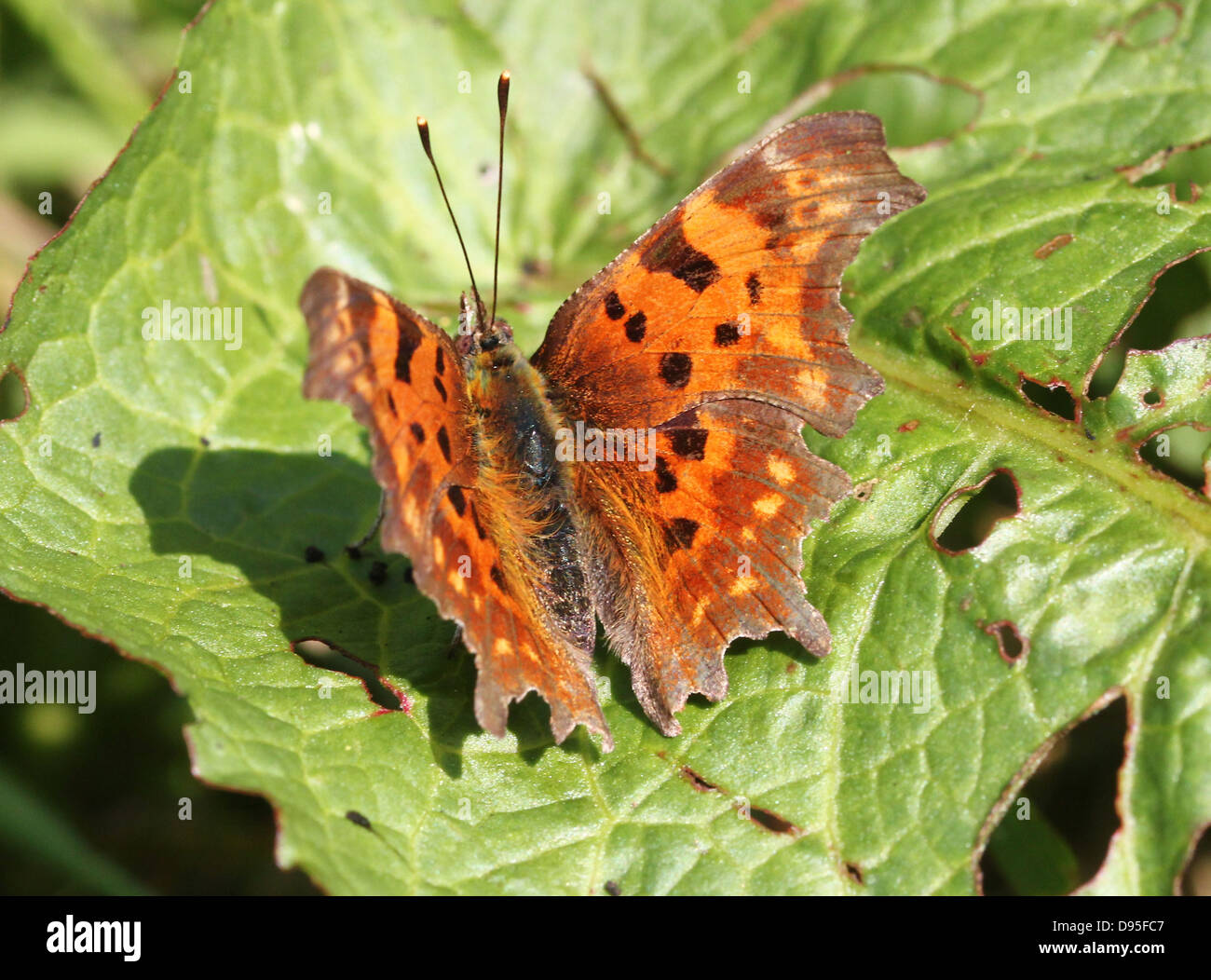 Komma Schmetterling (Polygonia c-Album) posiert auf einem Blatt mit halb geöffneten Flügeln Stockfoto