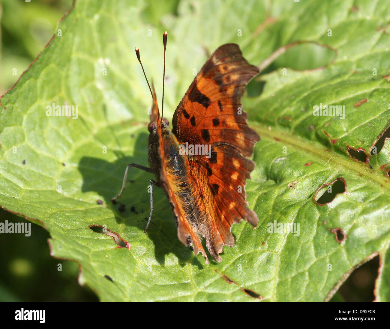 Komma Schmetterling (Polygonia c-Album) posiert auf einem Blatt mit halb geöffneten Flügeln Stockfoto