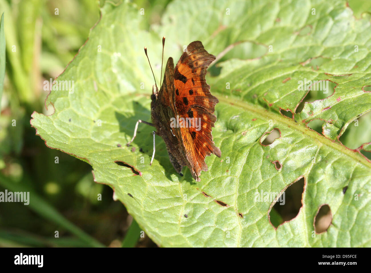 Komma Schmetterling (Polygonia c-Album) posiert auf einem Blatt mit halb geöffneten Flügeln Stockfoto