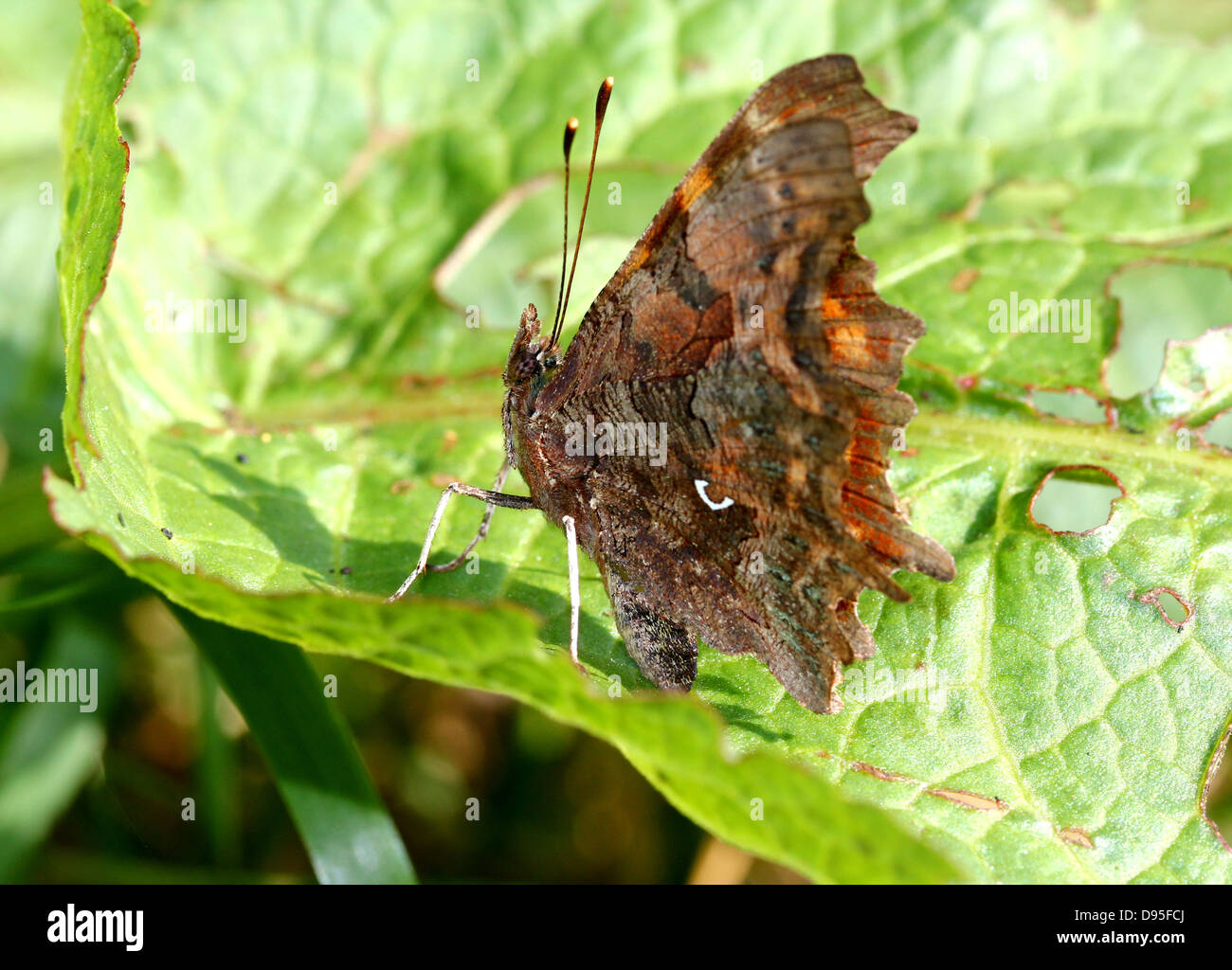 Komma Schmetterling (Polygonia c-Album) posiert auf einem Blatt mit Flügeln geschlossen Stockfoto