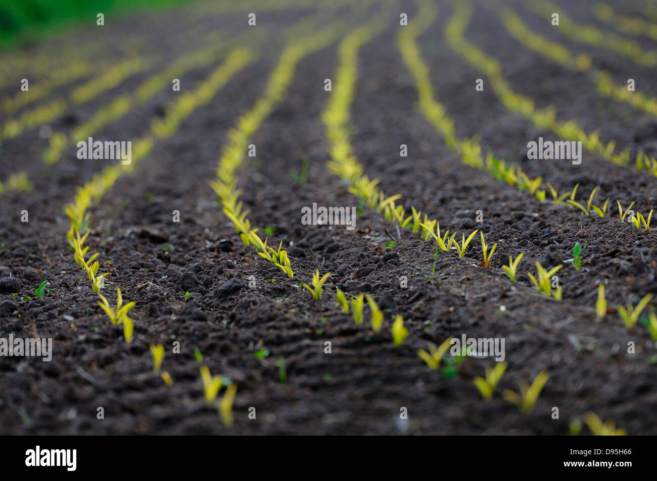 Landschaft von Mais oder Mais (Zea Mays) Feld im Frühjahr, Oberpfalz, Bayern, Deutschland. Stockfoto