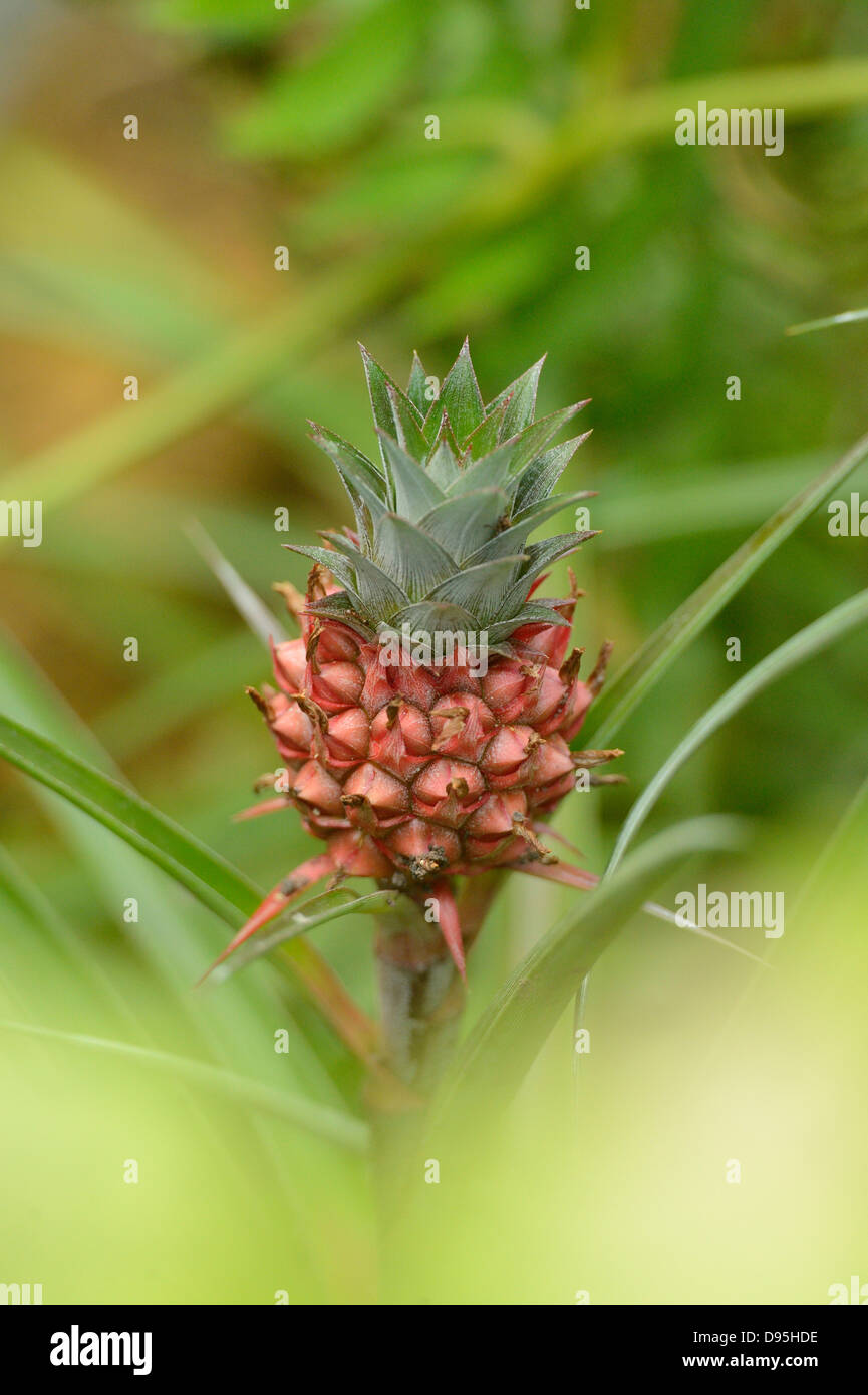 Ananas Pflanze (Ananas Comosus), Bayern, Deutschland Stockfoto