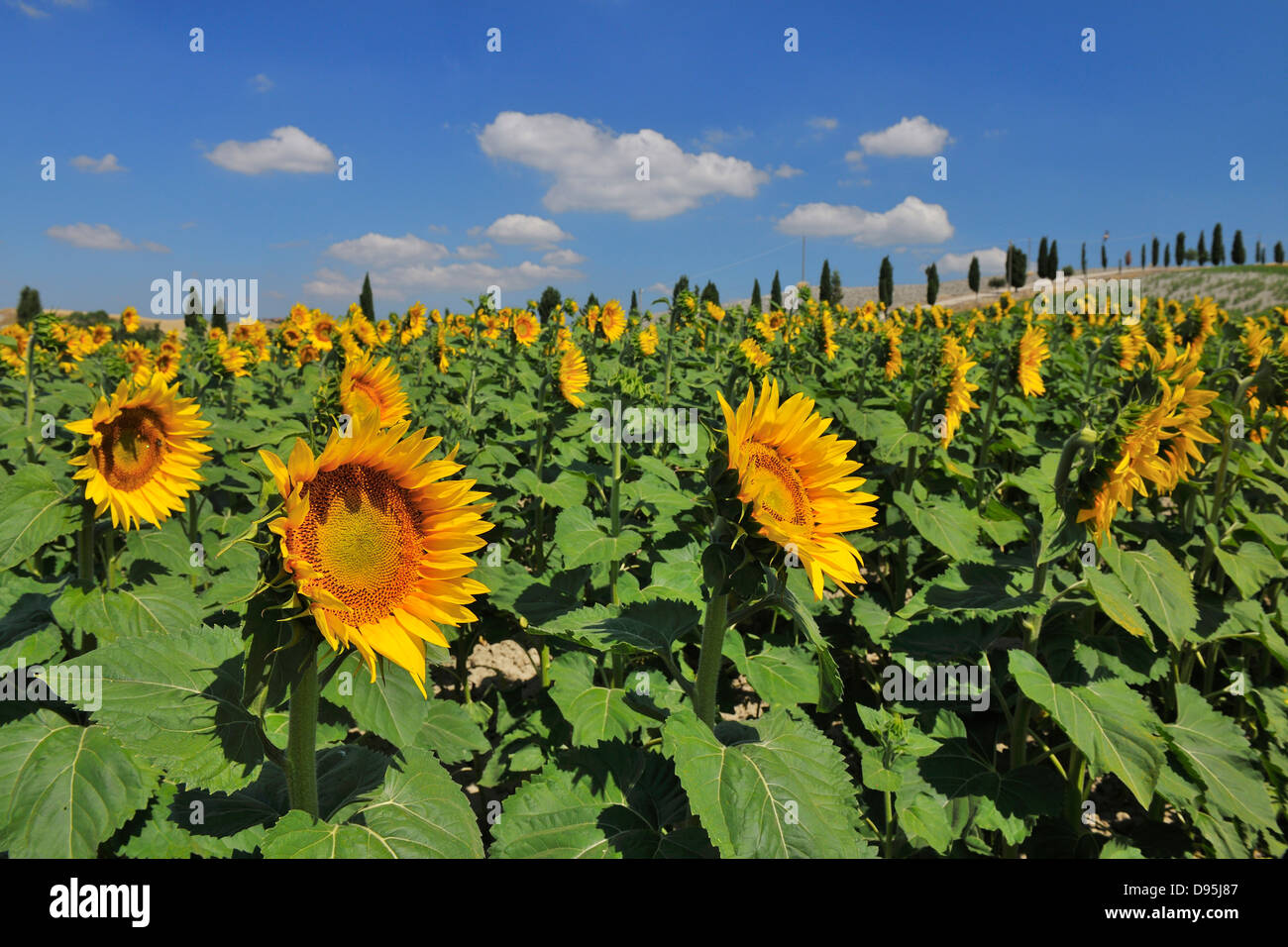 Feld von Sonnenblumen im Sommer, Asciano, Provinz Siena, Toskana, Italien Stockfoto
