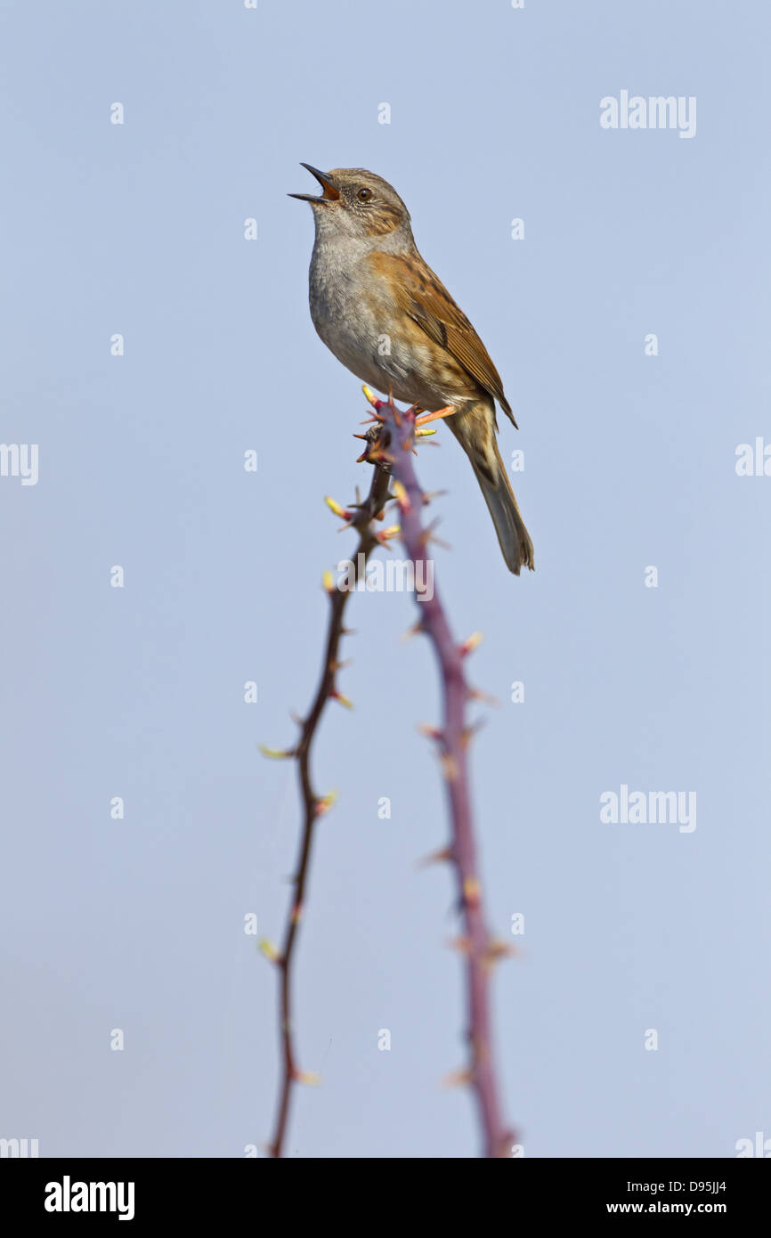 Heckenbraunelle, Heckenbraunelle, Hedge beobachtet, Prunella Modularis, Accenteur Mouchet, Acentor Común Stockfoto