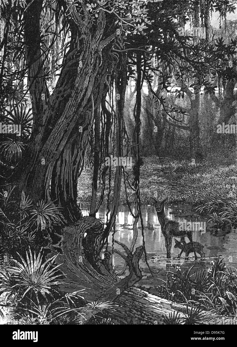 Florida Everglades, USA. Holzschnitt c1885 Stockfoto