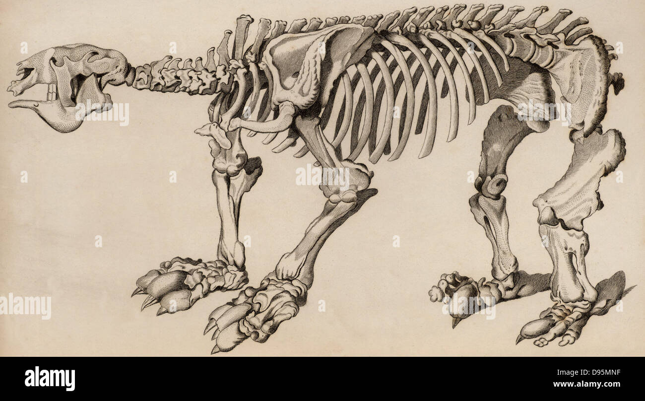 Zusammengesetzte Skelett einer Megatherium, bestehend aus drei separaten Proben nach Madrid zwischen 1789 und 1798 gesendet. Der erste war in der Nähe von Buenos Aires, Argentinien, das zweite in der Nähe von Lima in Peru entdeckt, und die dritte in Paraguay. Von "das Reich der Tiere" von George Cuvier (London, 1830). Gravur. Stockfoto