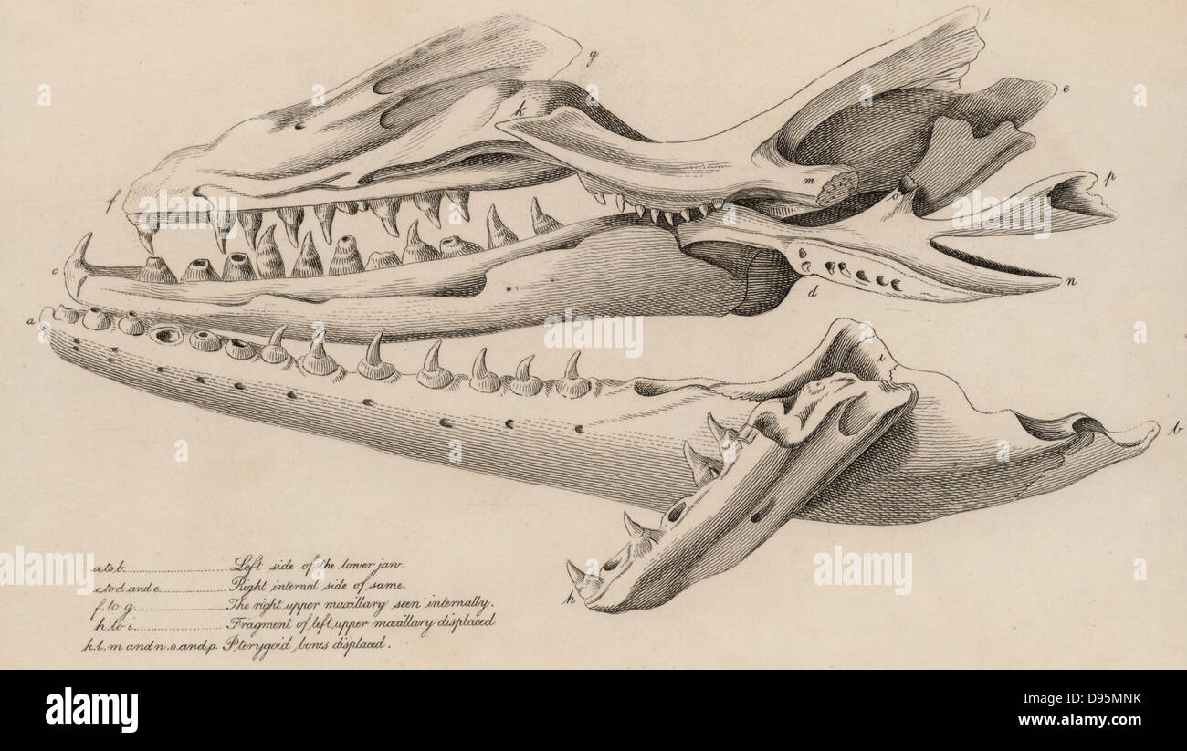 Mososaurus. Riesige Schädel in einem Steinbruch am Fort St Peter in der Nähe von Maastricht, Niederlande, im Jahr 1780. Aus der Größe des Kiefers, die 1.142 Meter gemessen, es wurde berechnet, dass das ganze Tier muss 7.315 Meter. Von "das Reich der Tiere" von George Cuvier (London, 1830). Gravur. Stockfoto