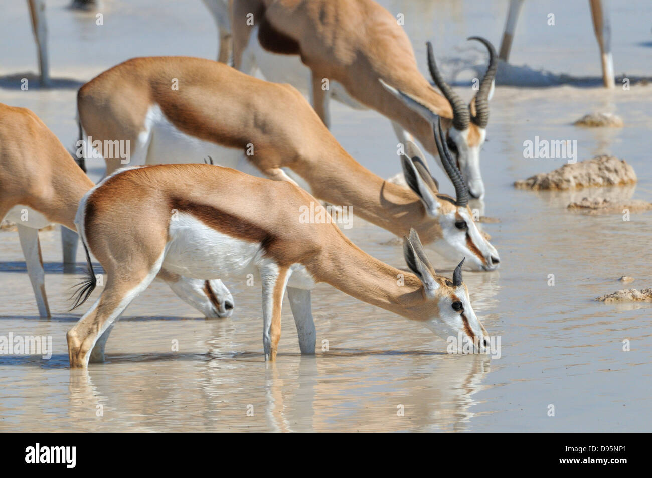 Springbok Antidorcas Marsupialis Herde trinken am Wasserloch fotografiert im Etosha Nationalpark, Namibia Stockfoto