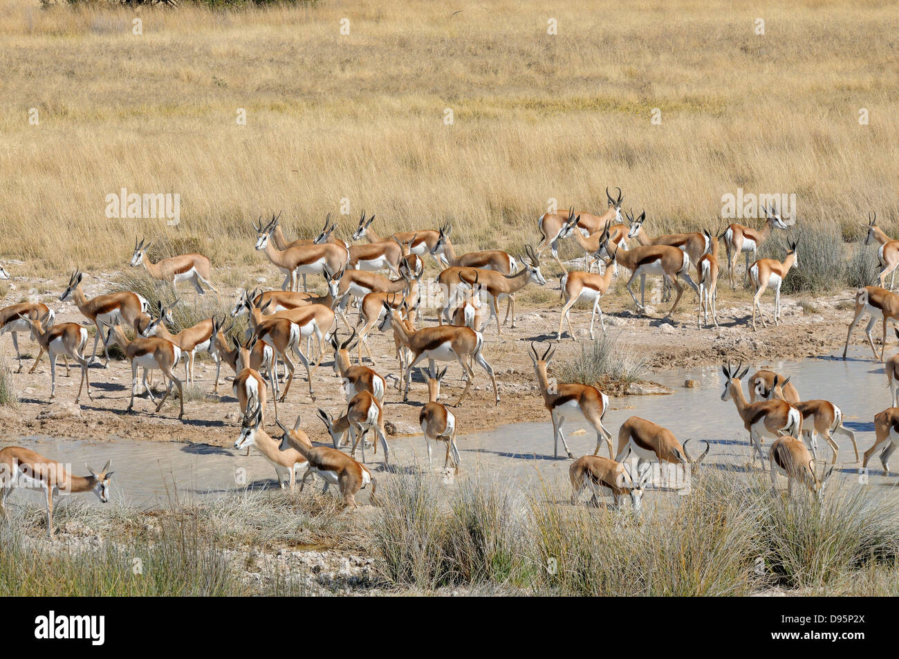 Springbok Antidorcas Marsupialis Herde trinken am Wasserloch fotografiert im Etosha Nationalpark, Namibia Stockfoto