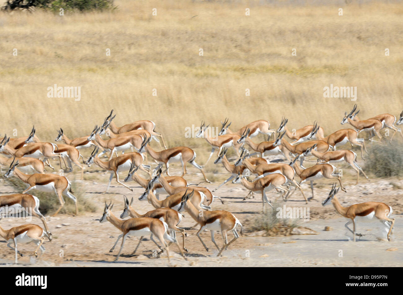 Springbok Antidorcas Marsupialis Herde fliehenden Wasserloch fotografiert im Etosha Nationalpark, Namibia Stockfoto