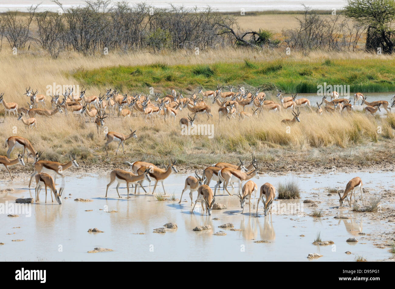 Springbok Antidorcas Marsupialis Herde trinken am Wasserloch fotografiert im Etosha Nationalpark, Namibia Stockfoto