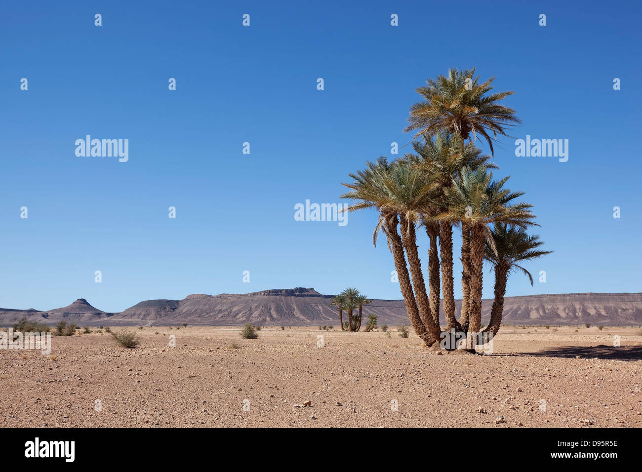 Wüstenlandschaft mit Dattelpalmen und Berge in der Nähe von Tagounite, Wüste Sahara, Marokko. Stockfoto