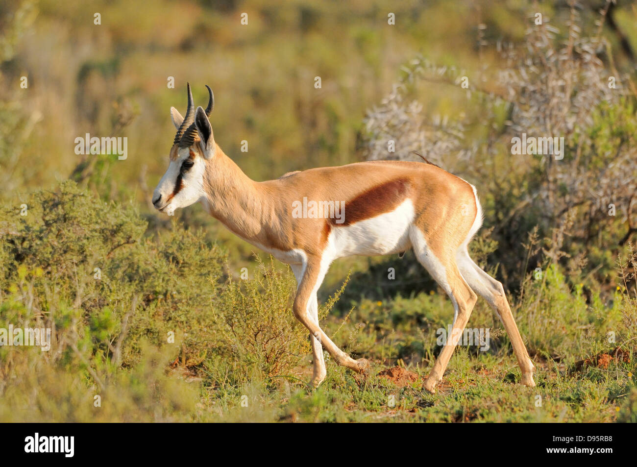Springbok Antidorcas Marsupialis fotografiert im Etosha Nationalpark, Namibia Stockfoto