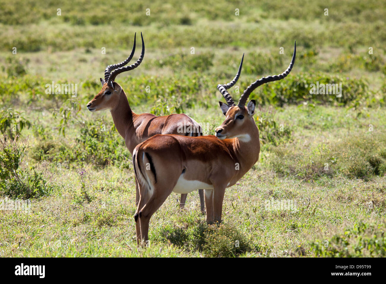 2 Impalas in einer schönen Lage am Maasai mara Stockfoto