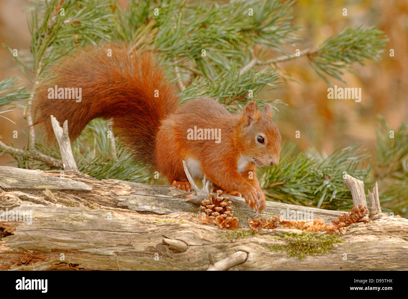 Eichhörnchen Sciurus Vulgaris Bilder aus dem Monat Formby, Lancs, UK Stockfoto