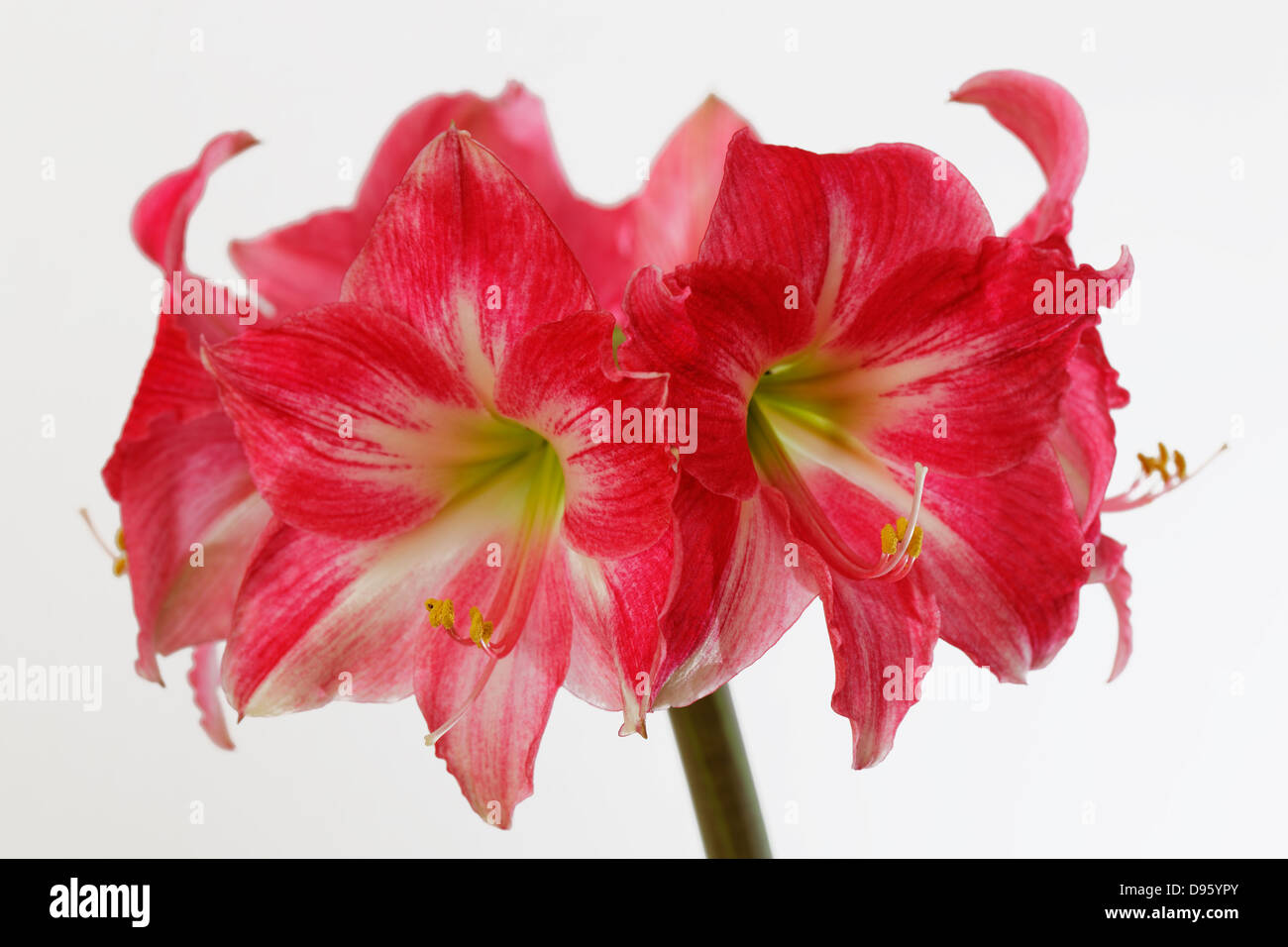 Amaryllis Blume vor weißem Hintergrund, Nahaufnahme Stockfoto