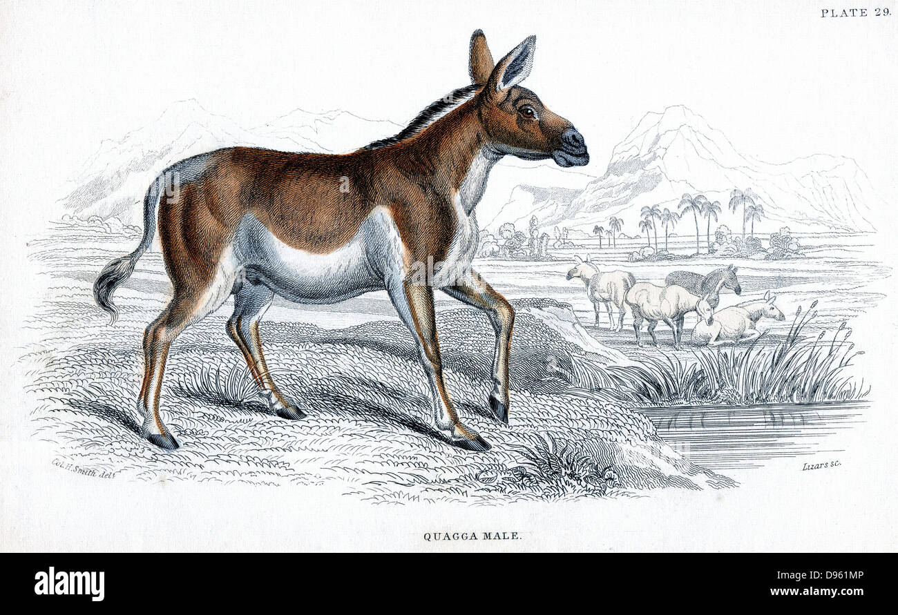 Quagga (Equus quagga): Ausgestorben Südafrikanischen Säugetier des Pferdes Familie. Hand - farbige Gravur veröffentlicht London c 1830 nach Zeichnung von Lt.-Col. Charles Hamilton Smith. Stockfoto