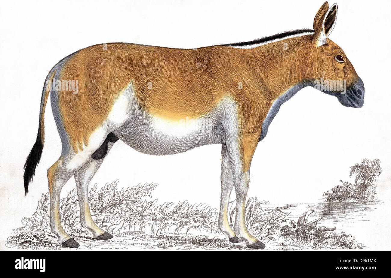 Quagga (Equus Quagga): ausgestorbene südafrikanischen Säugetier der Pferd-Familie. Ende 19. Jh. Farblitho. Stockfoto