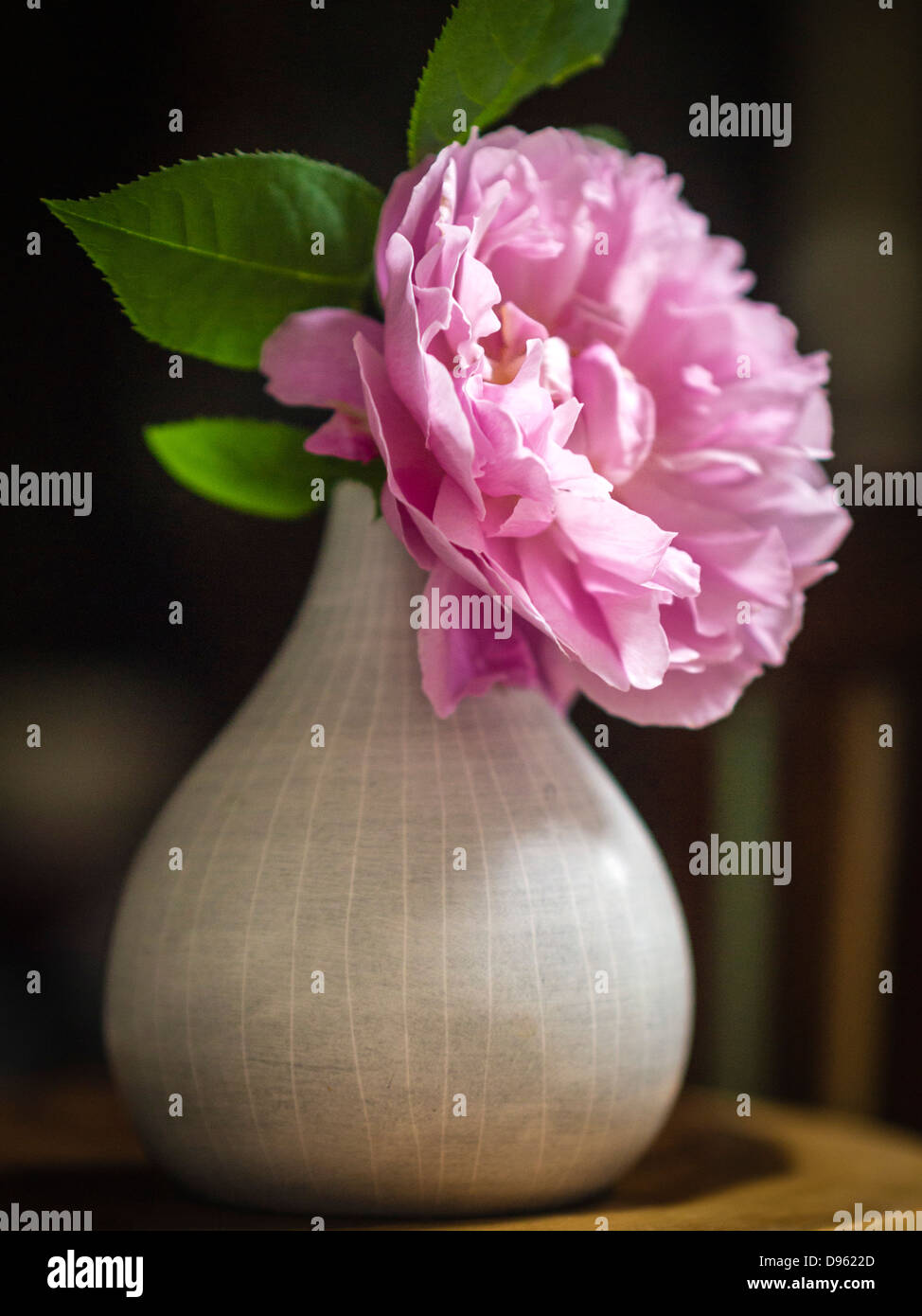 Einzigen rosa altrosa in kleine Keramik-vase Stockfoto