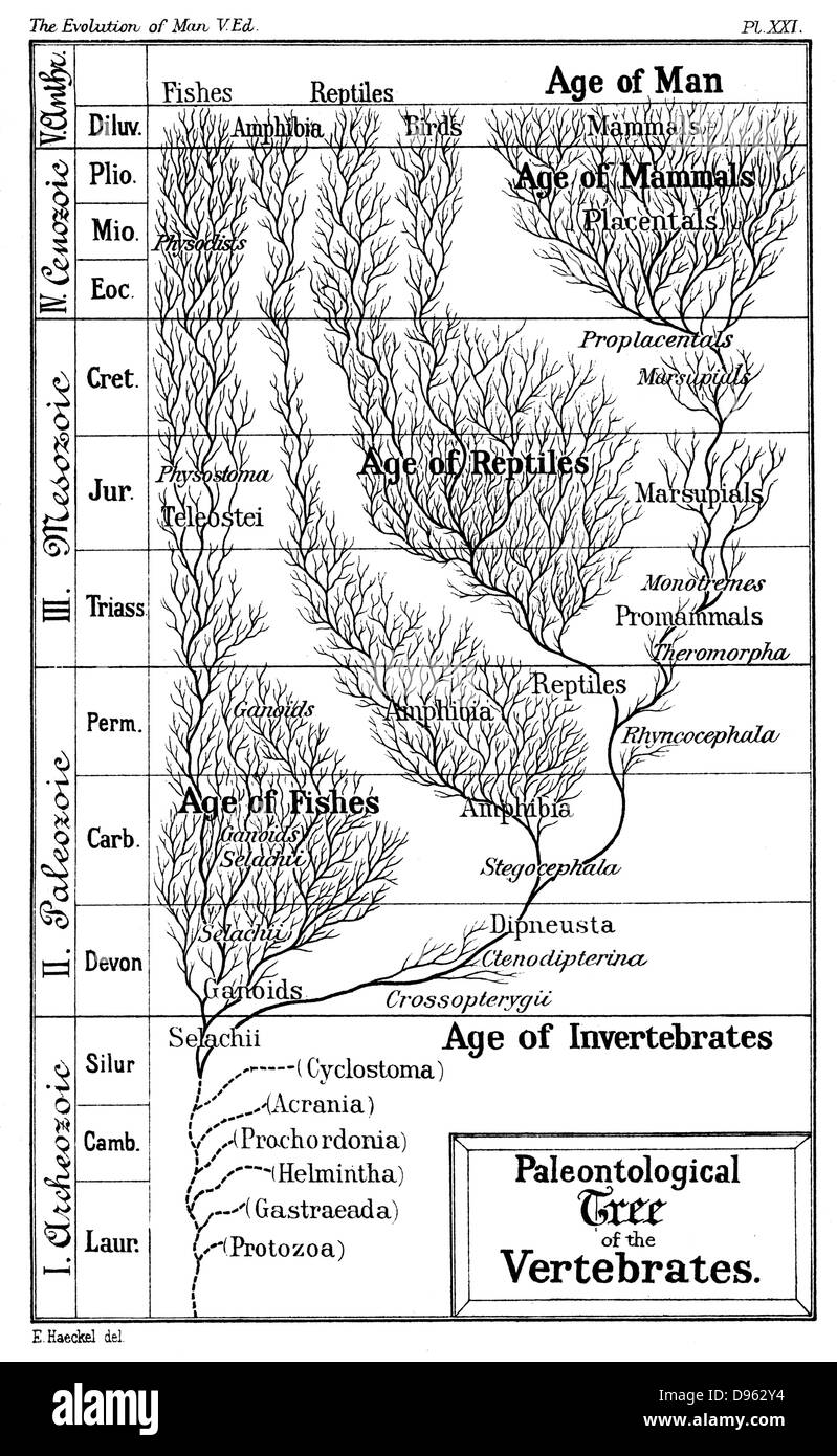 Paläontologische Baum von Wirbeltieren. Von Ernst Haeckel'' The Evolution of Man ", fünfte Ausgabe, London, 1910 Stockfoto