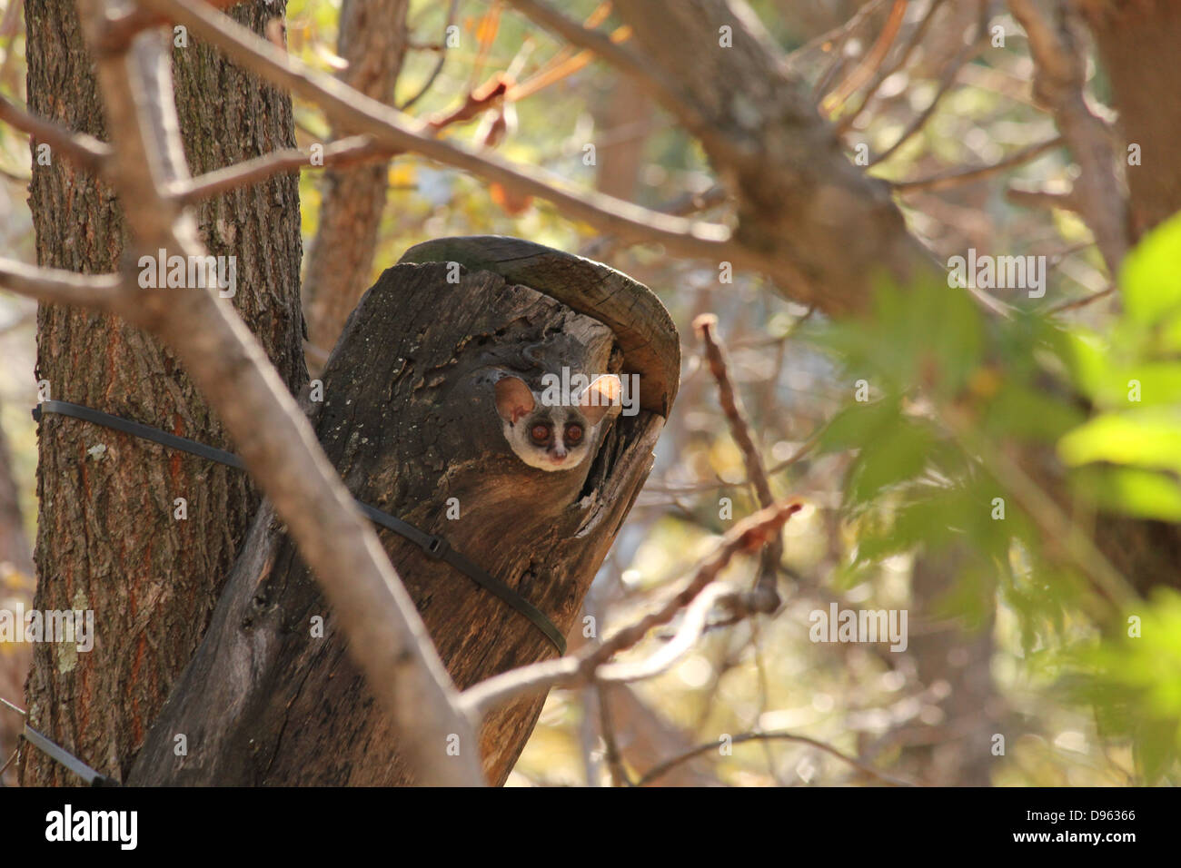 Bush baby Stockfoto