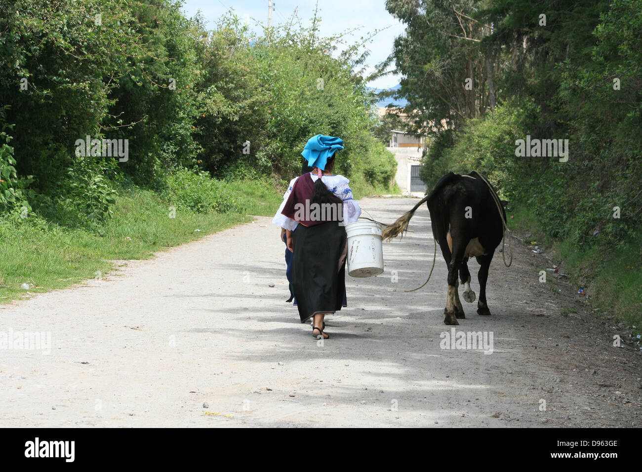 Eine indigene Frau herding eine Kuh auf einer Straße in Cotacachi, Ecuador Stockfoto