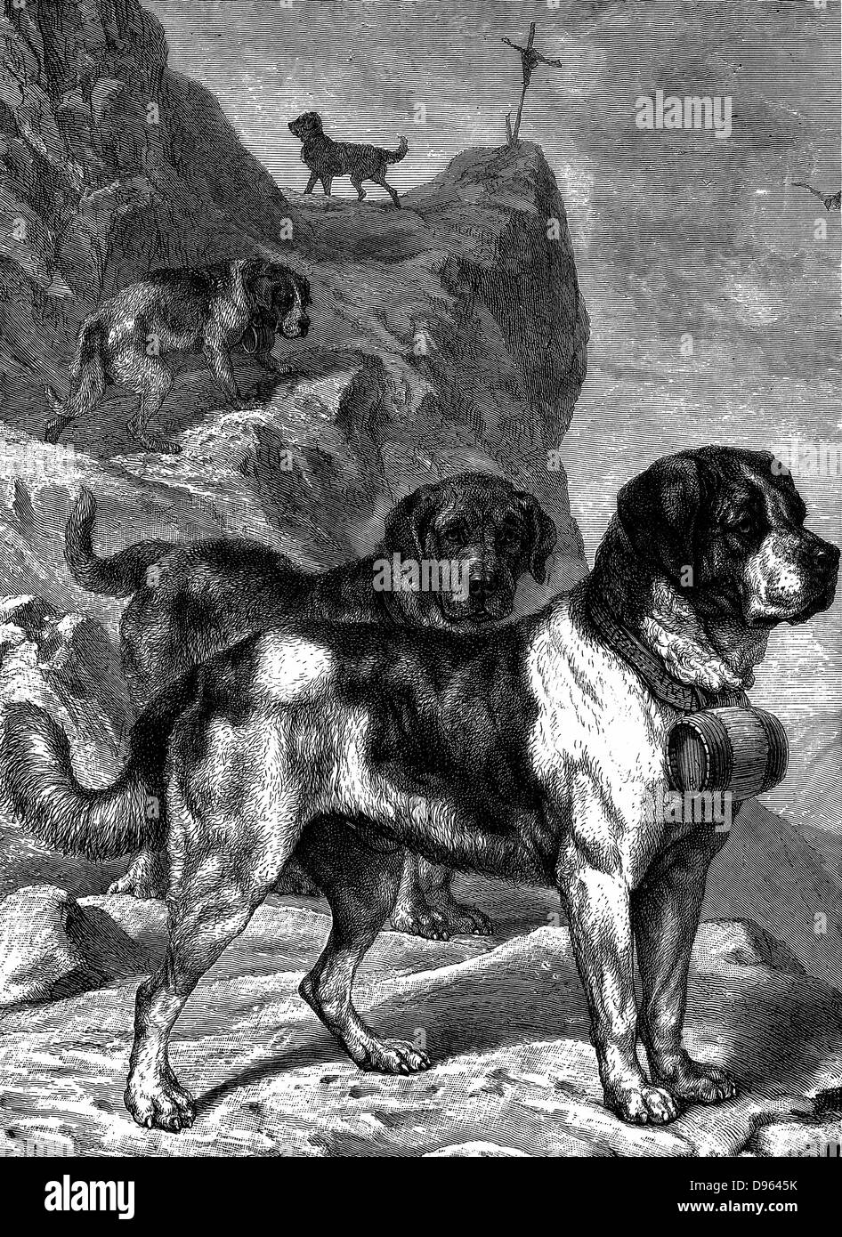St Bernard Mountain Rescue Hunde mit Kolben von Brandy auf ihre Halsbänder. Für den Hl. Bernhard von Menthon (fl 1081), die zwei Berg ruhen Häuser (hospize) in den Alpen gebaut. Holzstich ca. 1880 Stockfoto