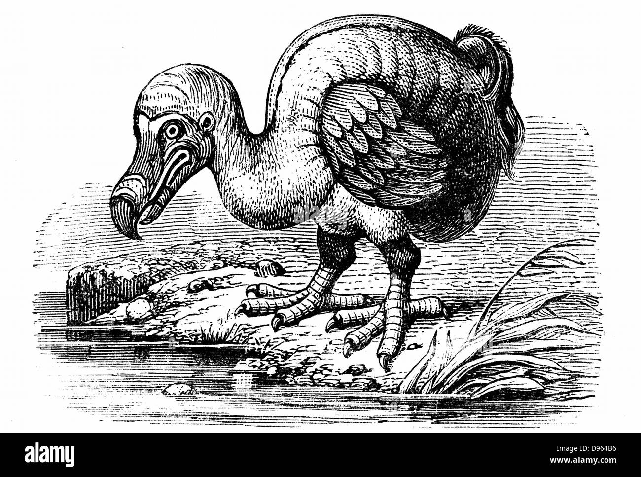 Dodo - Raphus cucullatus, ehemals Didus ineptus ausgestorbenen, flugunfähigen Vogel aus Madagaskar. Erste durch portugiesische Seefahrer in ca. 1507 beobachtet, von 1681 der Dodo war ausgestorben aufgrund einer Kombination von Umständen, einschließlich der Tötung für die Ernährung von Menschen, Einführung von Tieren wie den Kurs und die Zerstörung der Lebensräume. Holzstich 1884. Stockfoto