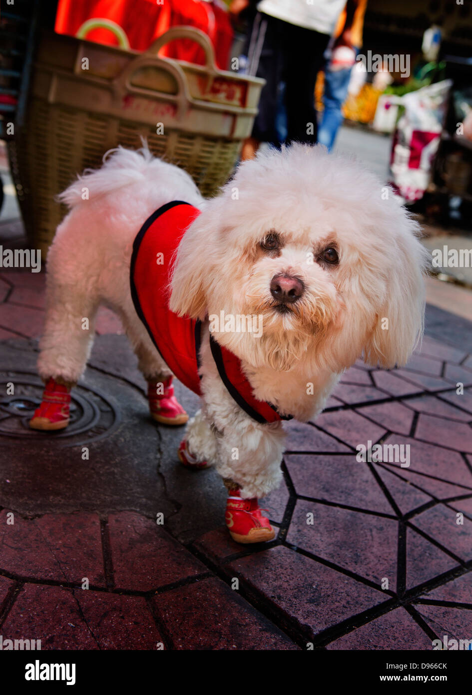 Hund in das chinesische Neujahrsfest verkleidet in Bangkoks Chinatown Stockfoto