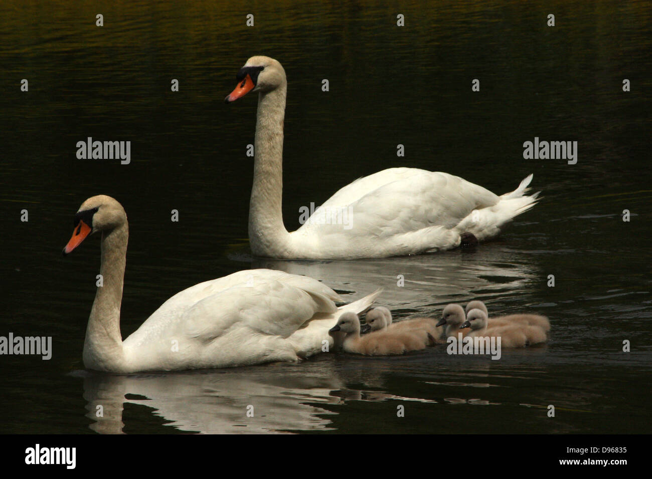 Familie der Schwäne (Cygnus Olor) Stockfoto