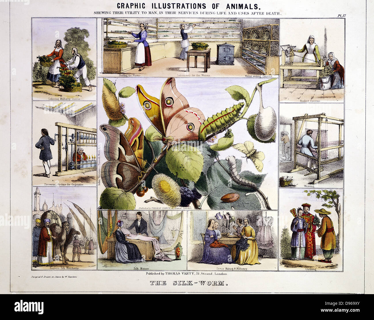Seide aus Seide Motte (Bombyx) bis hin zum fertigen Produkt. Zentrale Panel zeigt den Lebenszyklus der Motte vom Ei bis zum erwachsenen. Die Motive zeigen, der Handel mit und die Verwendung von Seide, einschließlich Unten links Wohnwagen der beladene Kamele. Von "grafischen Darstellungen von Tieren, deren Nutzen für den Menschen "London c 1850. Handcolorierte Lithographie Stockfoto