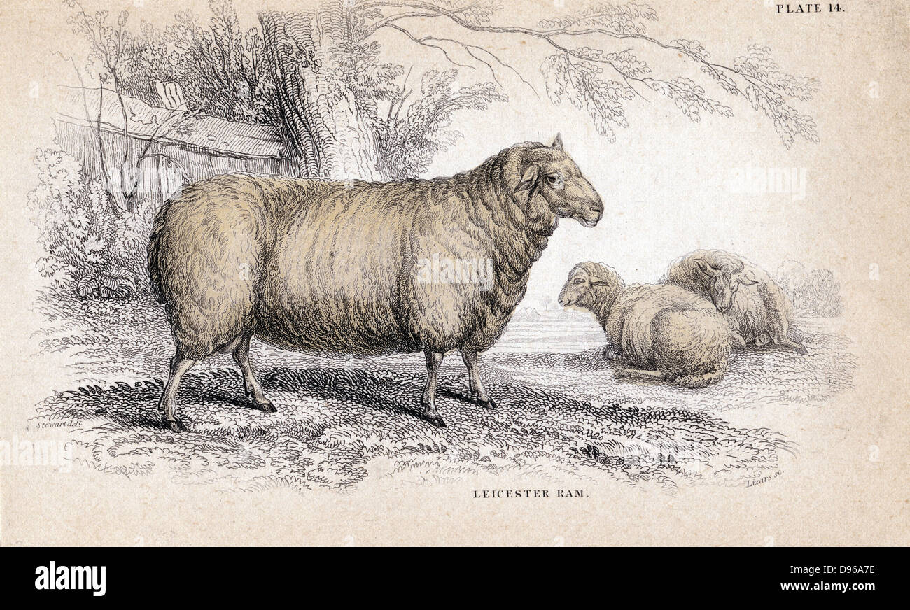 Dishley (Leicester) Ram. Diese Rasse der Schafe war das Ergebnis der selektiven Zucht von Robert Bakewell (1725-1795) auf seiner Farm in Dishley, Leicestershire, England. Handcolorierte Kupferstich von William Jardine 'Naturalist Bibliothek' Serie c 1840. Stockfoto