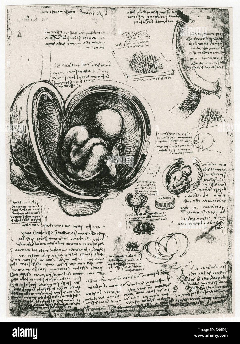 Leonardo da Vinci (1452-1519) italienischer Maler, Bildhauer, Ingenieur, Architekt. Zeichnung eines Fötus in der Gebärmutter. Stockfoto