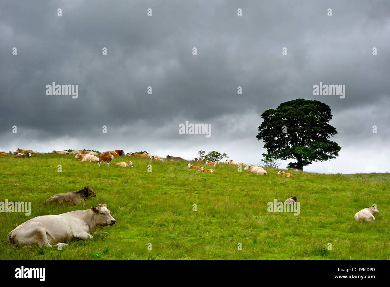 Kühe am Hang liegend nähern Regenwolken Simmentaler Rinder Stockfoto