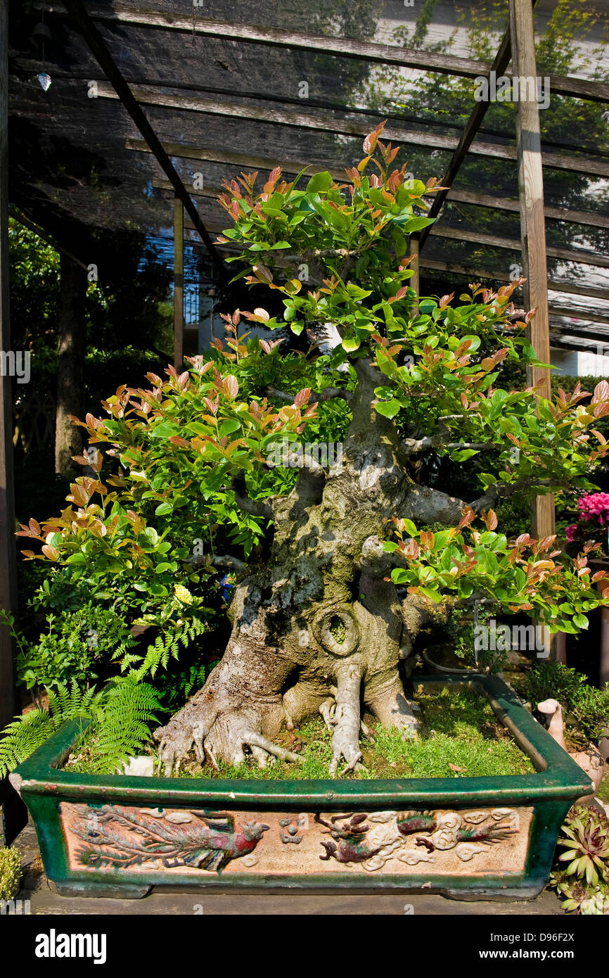 Italien, Mailand, Alberto Bergamini Bonsai Gärtner, Celtis australis
