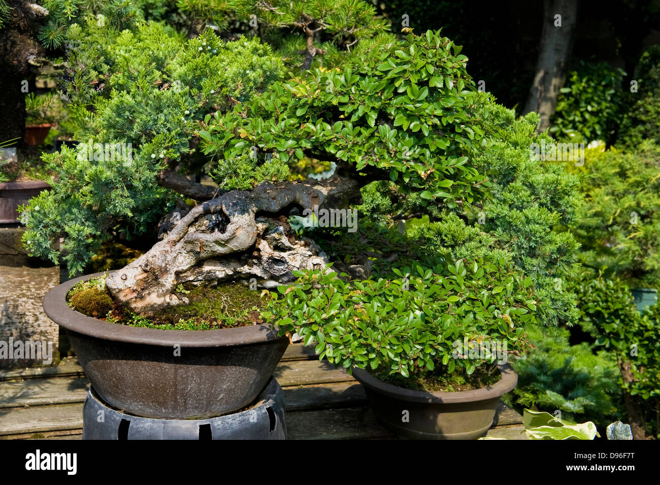 Italien, Mailand, Alberto Bergamini Bonsai Grtner Stockfotografie - Alamy
