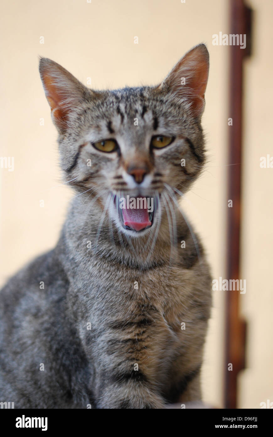 Porträt einer böse Katze mit scharfen Zähnen Stockfoto