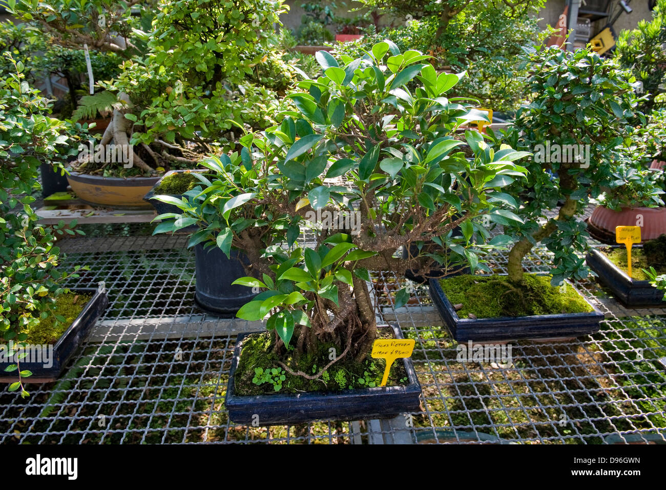 Ficus retusa Fotos und Bildmaterial in hoher Auflösung Alamy