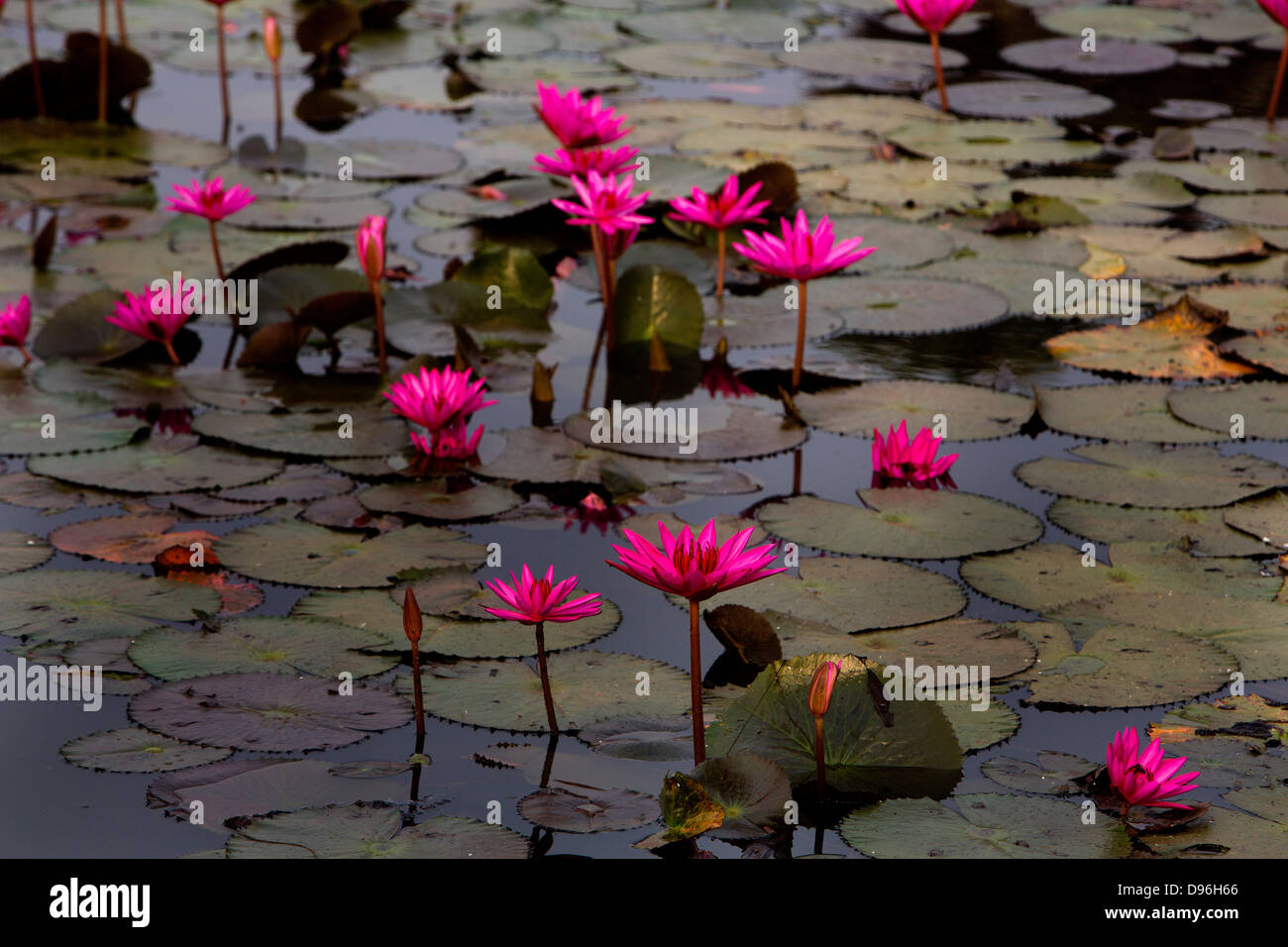 Lilly Teich vor Angkor Wat, Kambodscha Stockfoto