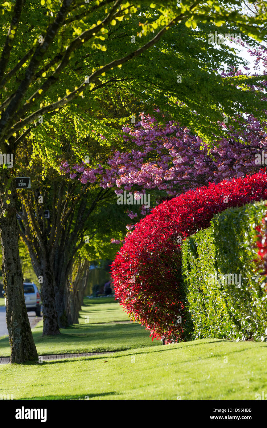 Straße in Vancouver im Frühling Stockfoto