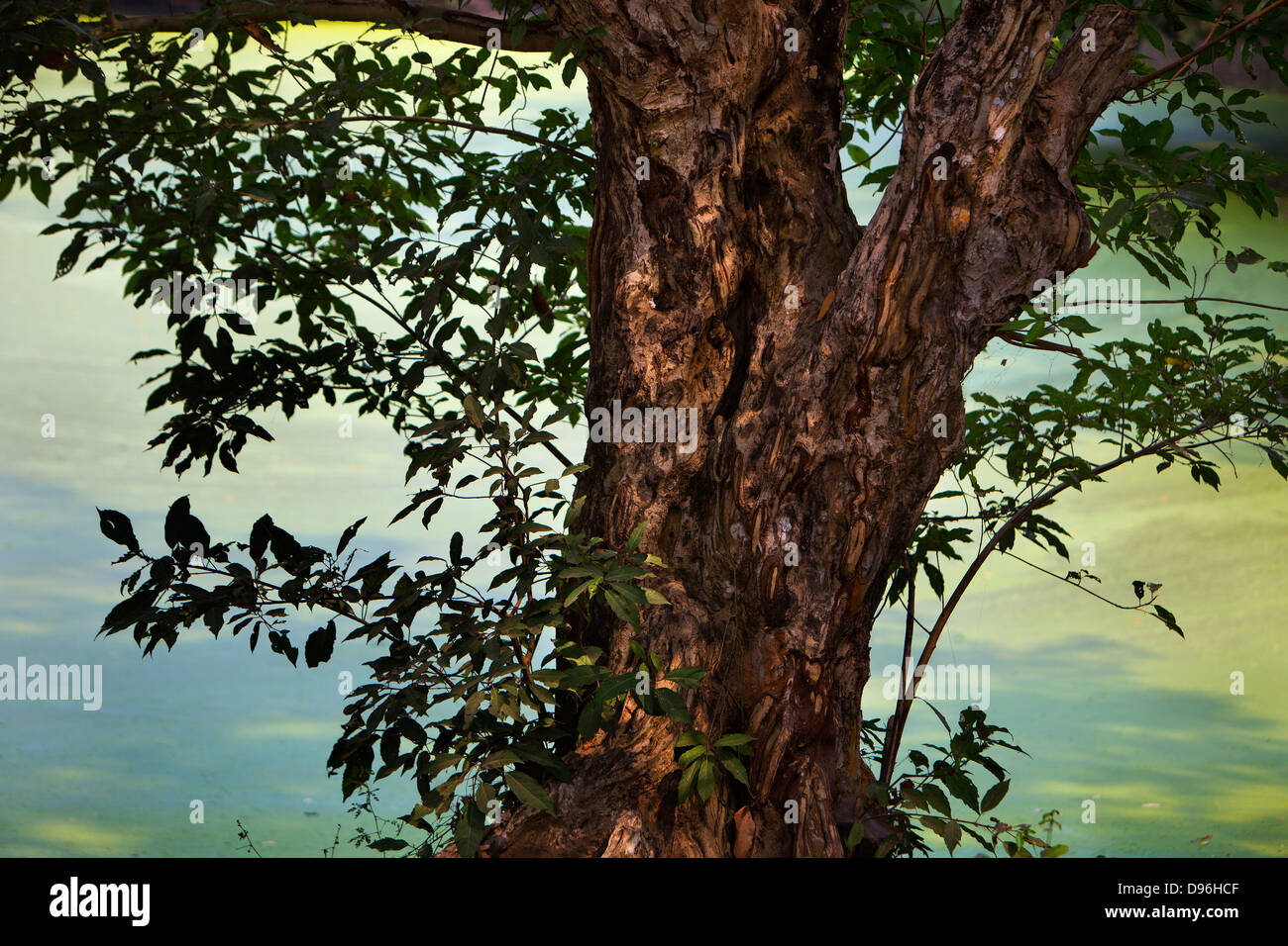Baum vor der Wassergraben umgibt die Tempelanlage von Angkor. Stockfoto