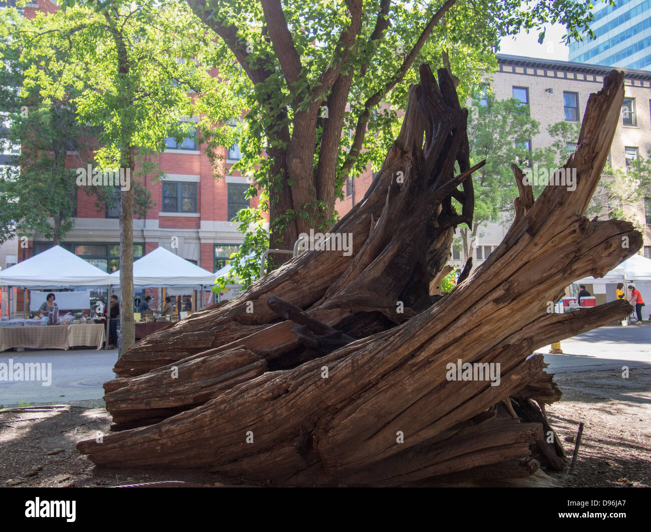 alten umgedrehten Baumwurzeln Stockfoto