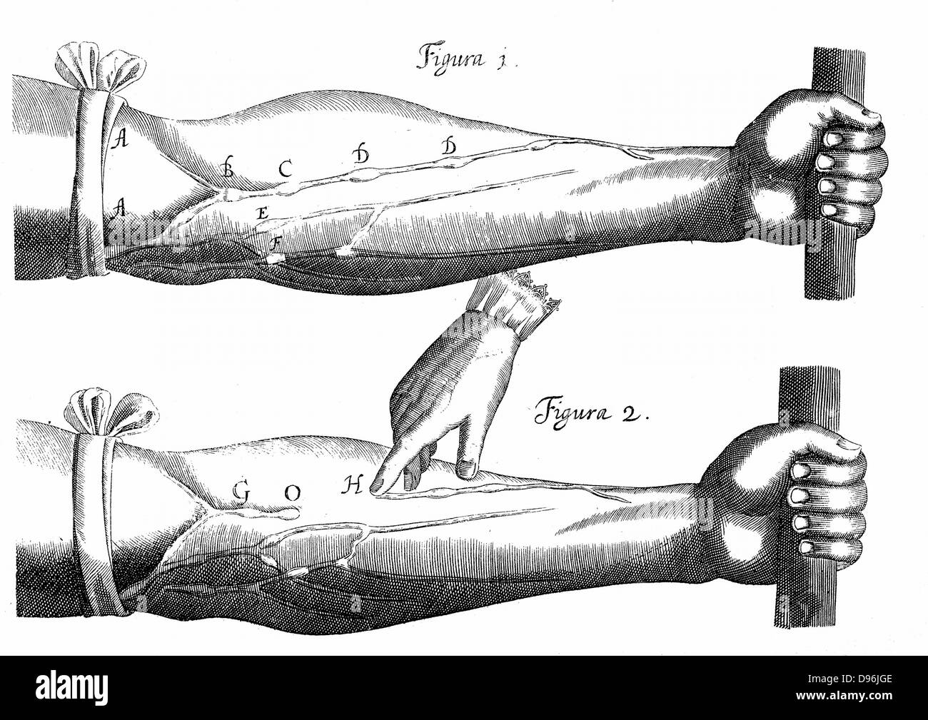William Harvey (1578-1657), englischer Arzt. Diagramm von "De motu cordis', 1628. Wenn tourniquet Anwendung Ventile in Venen, B, C, D, E, F Bild 1. zeigen. Vene am Ventil im OH Abb. 2. verblasst, wenn Versorgung bei H aufgehört, aber gedehnt bei O, G. Die Durchblutung. Gravur. Stockfoto