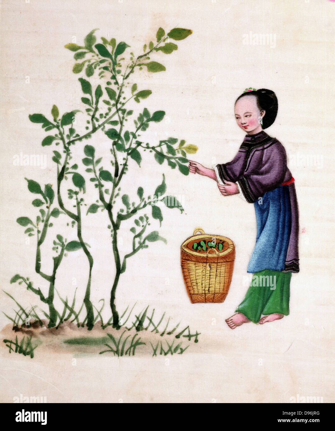 Sammeln von Maulbeere überlässt Seidenraupen ernähren. Chinesische Malerei auf Reispapier. 19. Jahrhundert Stockfoto